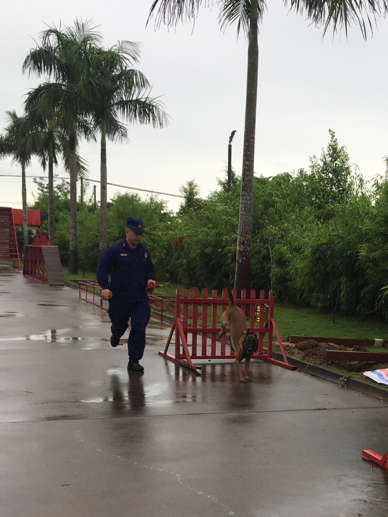 图2：搜救犬训练剪影1.png