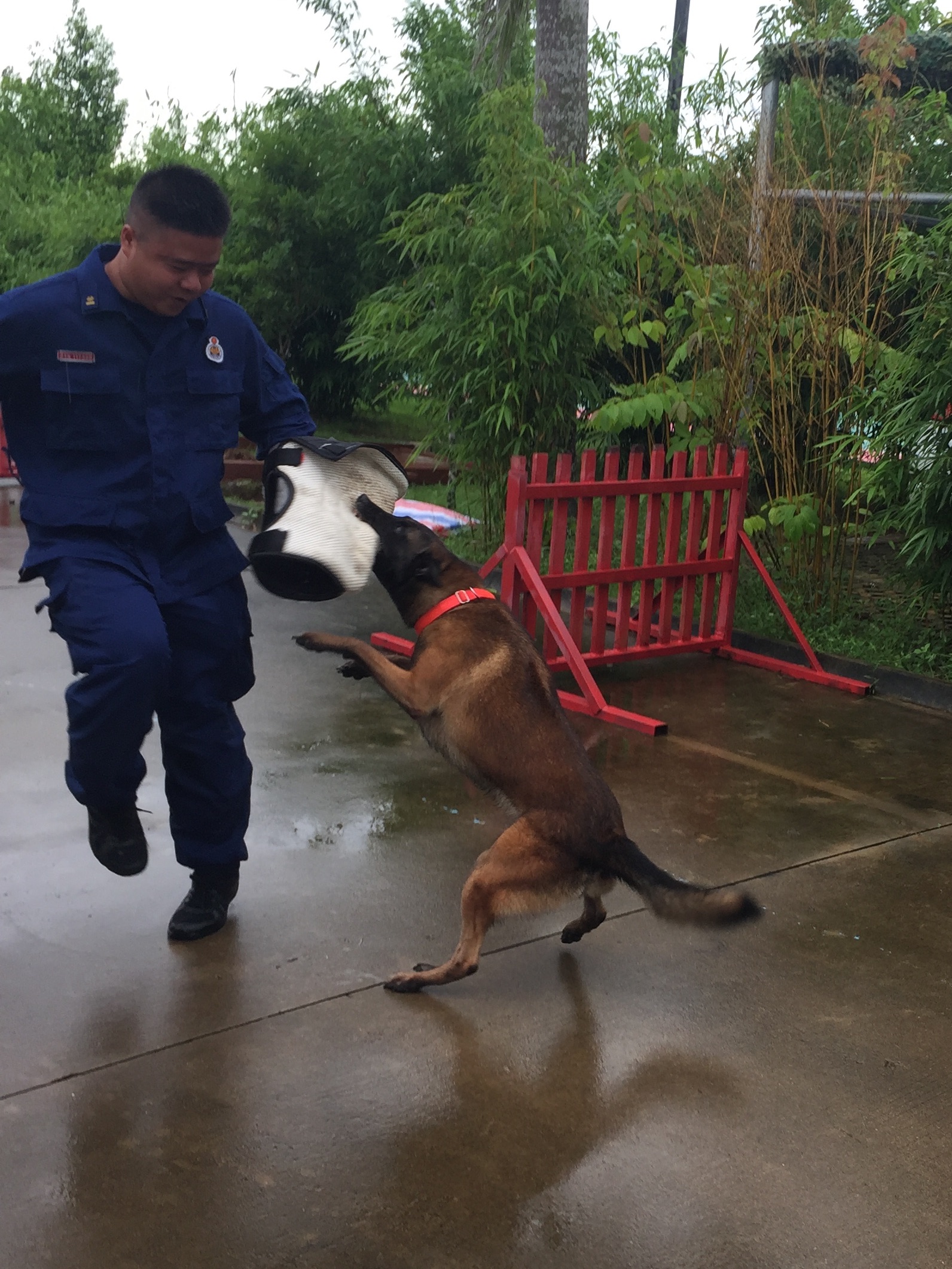 图4：搜救犬训练剪影3.png