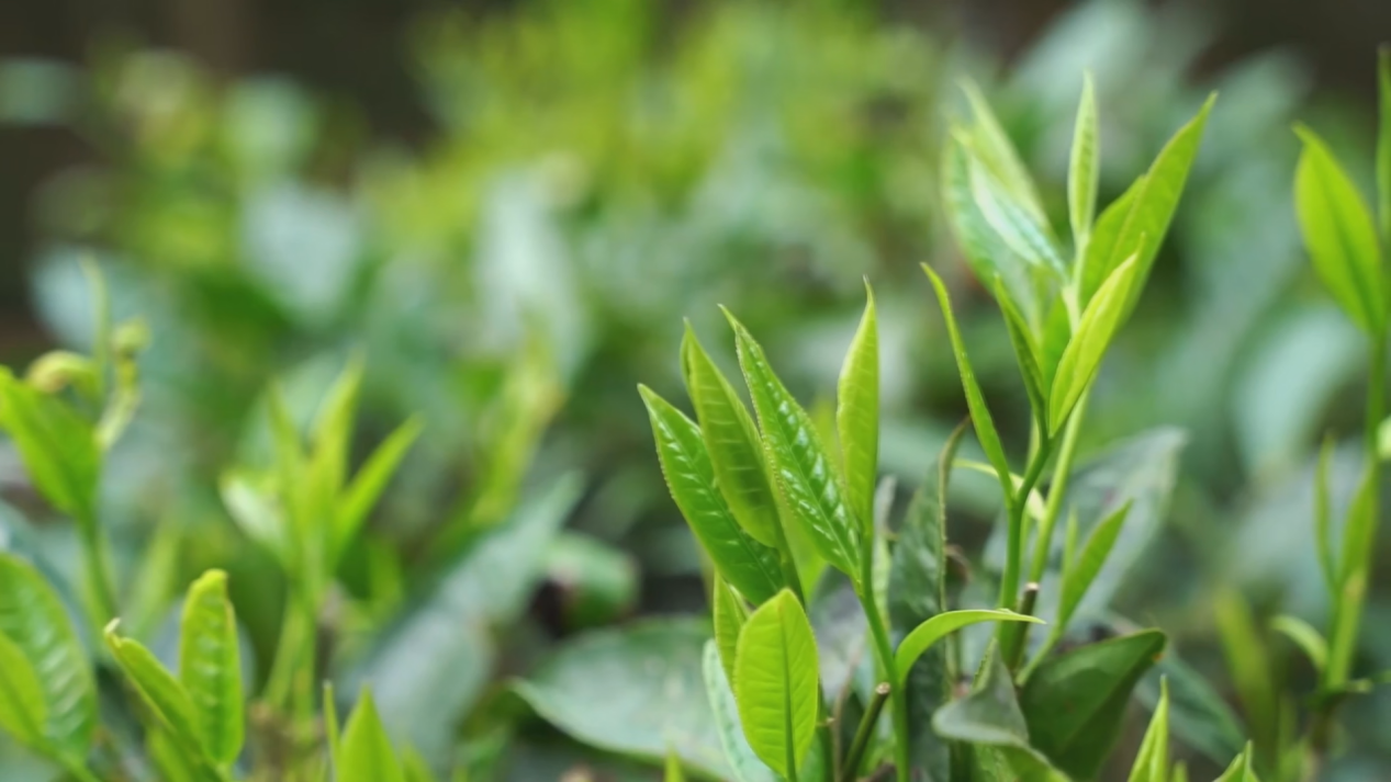 图片6.png 图片6.png